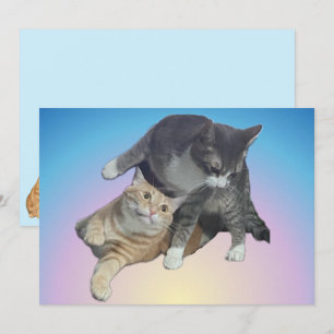 Crazy Cats - Taz und Tito Bandito