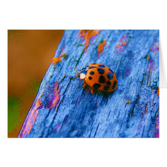 Crazy Color Bug (Vorderseite (Horizontal))