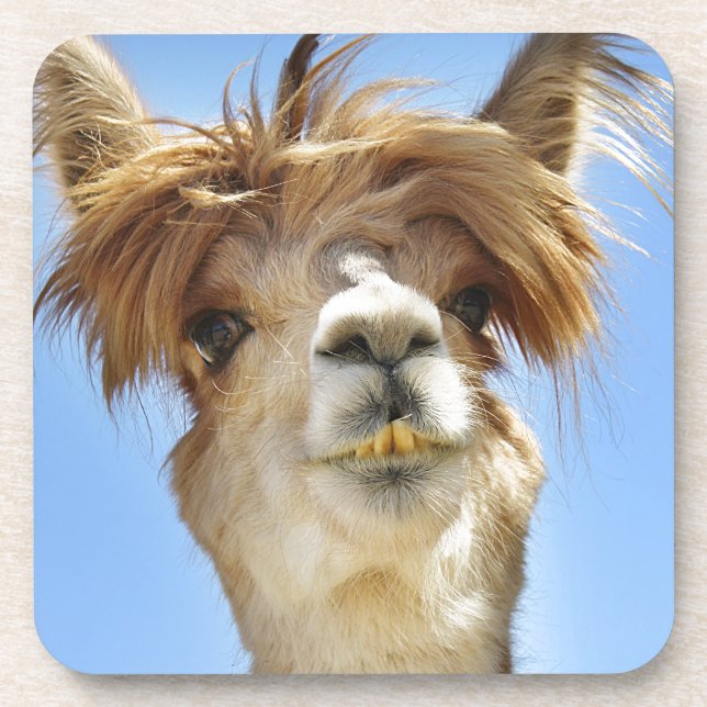 Crazy Hair Alpaca Getränkeuntersetzer (Vorderseite)