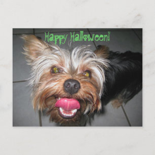 Crazy Jasper ~ Postkarte