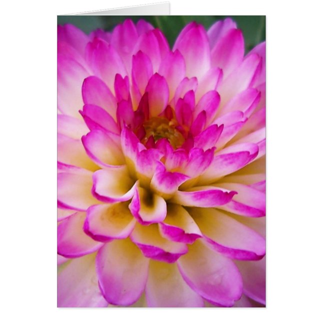 Crazy Liebe Dahlia (Vorne)