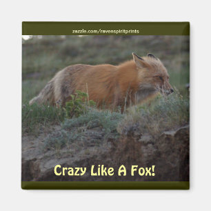 Crazy like a fox Animal Wildlife Fun Magnet