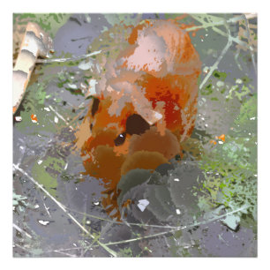 Crazy Paint - Guinea Pig Fotodruck