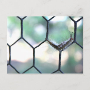 Crazy Raupe Postkarte