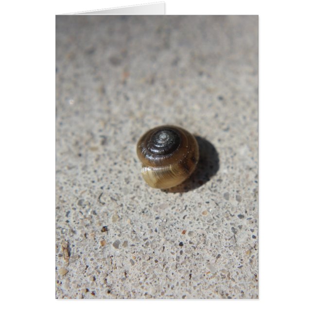 Crazy Snail (Vorne)