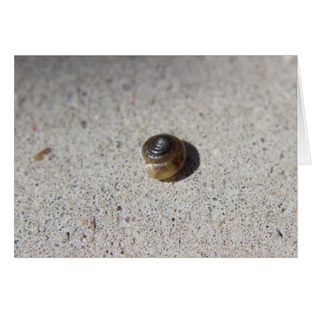 Crazy Snail (Vorderseite (Horizontal))