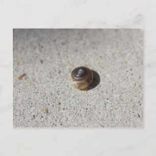 Crazy Snail Postkarte