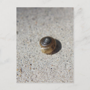 Crazy Snail Postkarte