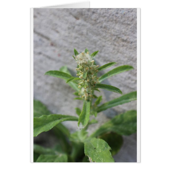 Crazy Weed Pflanze (Vorne)