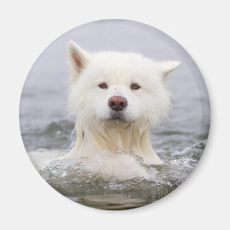 CRB Magnet - Polarbär