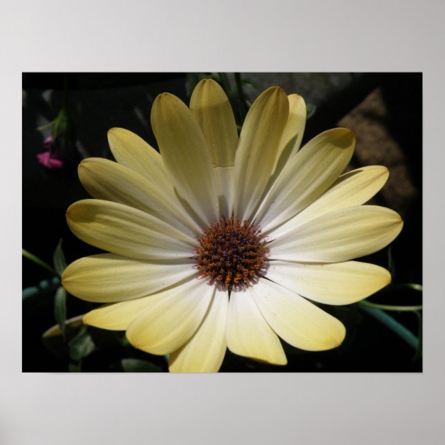 Cream African Rain Daisy Poster (Vorne)