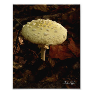 Cream Bowtie Fotodruck