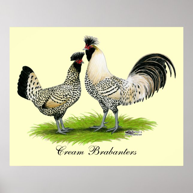 Cream Brabanter Chickens Poster (Vorne)