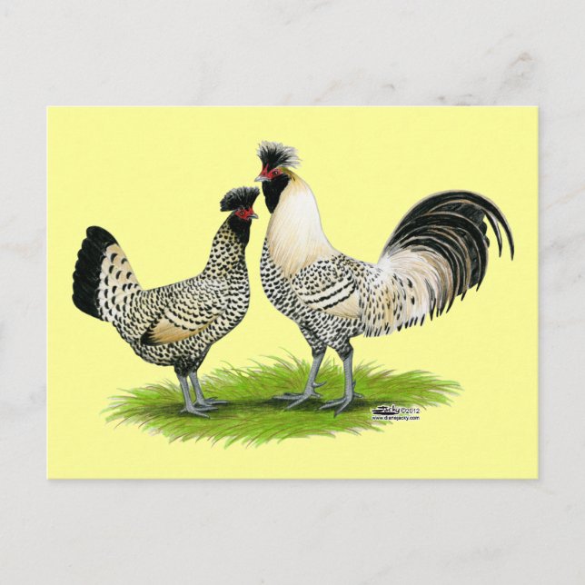 Cream Brabanter Chickens Postkarte (Vorderseite)