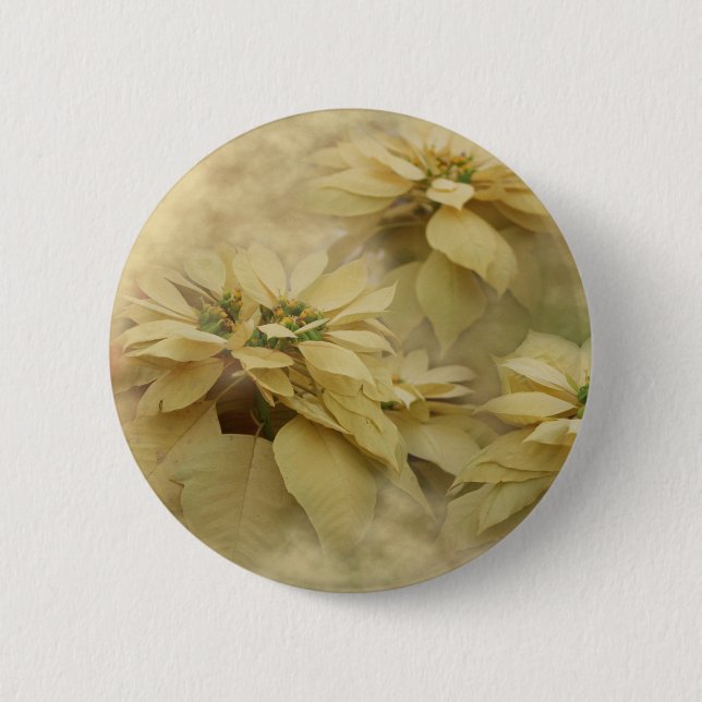 Cream Colored Poinsettias Digitale Kunst Button (Vorderseite)