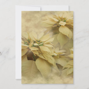 Cream Colored Poinsettias Digitale Kunst Einladung