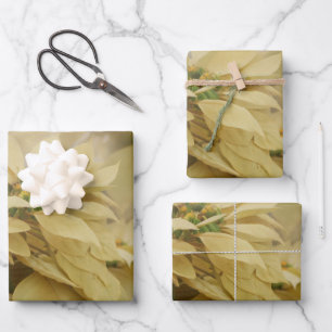 Cream Colored Poinsettias Digitale Kunst Geschenkpapier Set