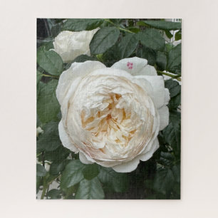 Cream English Rose, San Francisco Puzzle