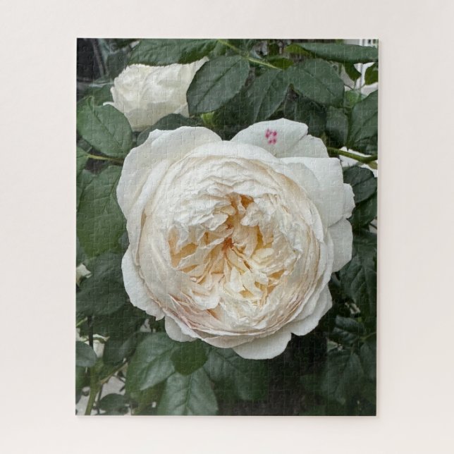 Cream English Rose, San Francisco Puzzle (Vertikal)