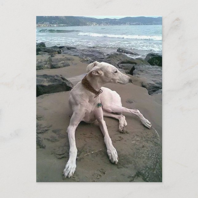 Cream Greyhound Puppy Dog Leere notecard Postkarte (Vorderseite)