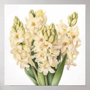Cream Hyacinth Blume Art Print Poster