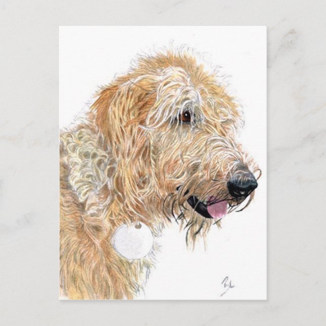 Cream Labradoodle Postkarten (Vorderseite)