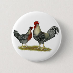 Cream Legbar Chickens Button