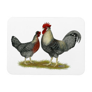Cream Legbar Chickens Magnet