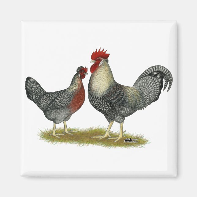 Cream Legbar Chickens Magnet (Vorne)