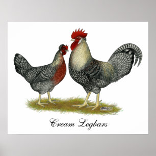 Cream Legbar Chickens Poster
