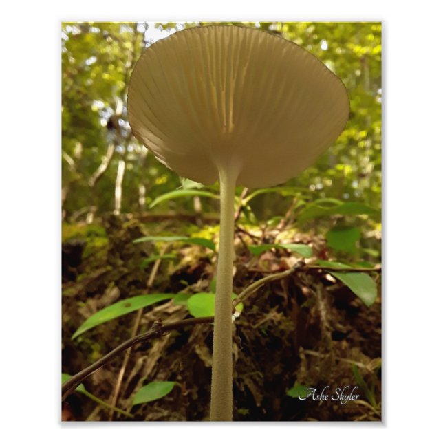 Cream Majestät Fotodruck (Vorne)