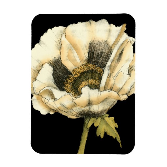 Cream Poppy Blume im schwarzen Hintergrund Magnet (Vertikal)