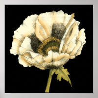 Cream Poppy Blume im schwarzen Hintergrund