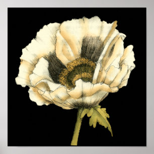 Cream Poppy Blume im schwarzen Hintergrund Poster