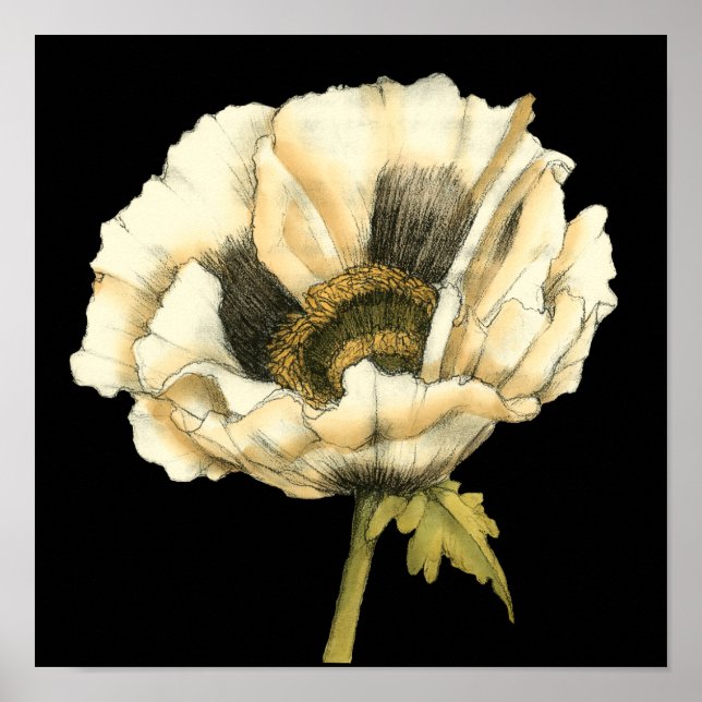 Cream Poppy Blume im schwarzen Hintergrund Poster (Vorne)