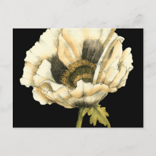 Cream Poppy Blume im schwarzen Hintergrund Postkarte