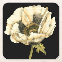 Cream Poppy Blume im schwarzen Hintergrund