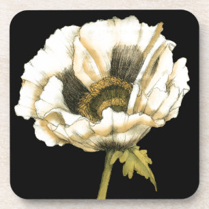 Cream Poppy Blume im schwarzen Hintergrund Untersetzer