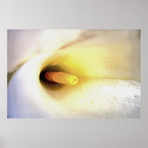 Cream White Calla Lily Nahe Abstrakte Kunst Poster