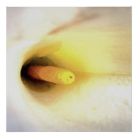 Cream White Calla Lily Nahe Abstrakte Kunst