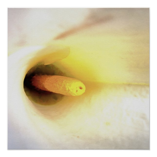Cream White Calla Lily Nahe Abstrakte Kunst Poster (Vorderseite)