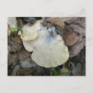 Creamy Bracket Fungus Postkarte