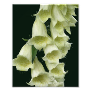Creamy Foxglove Blume 8 x 10 Fotodruck