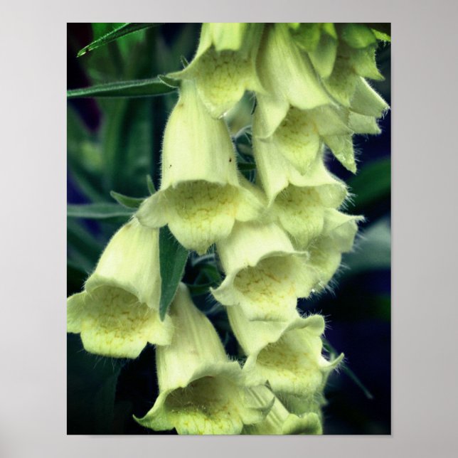 Creamy Foxglove Blume Poster (Vorne)