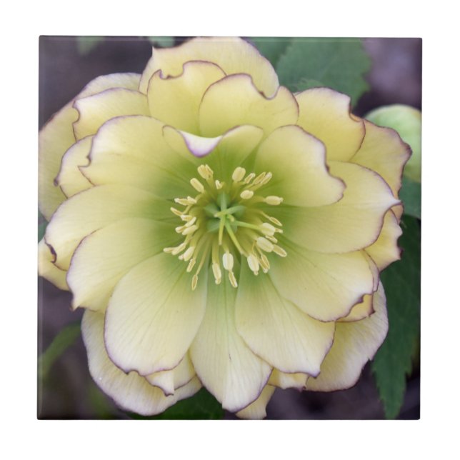 Creamy Hellebore(Helleborus)-Foto Fliese (Vorderseite)