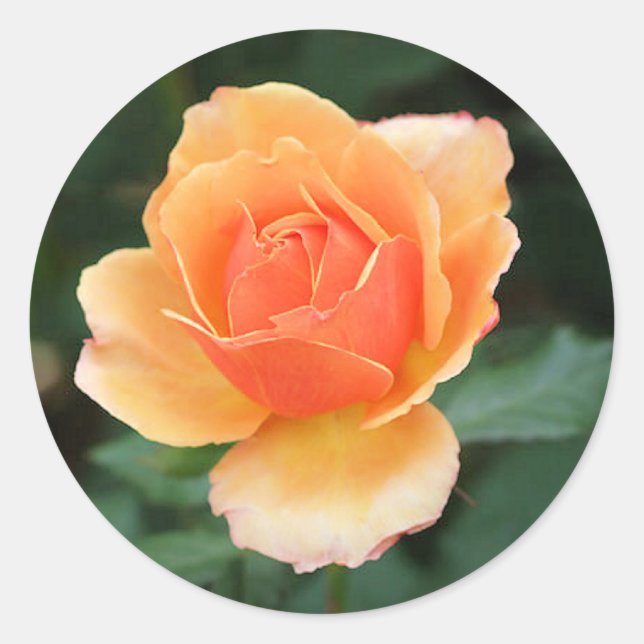 Creamy Orange Moderne Rose Runder Aufkleber (Vorderseite)