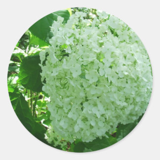 Creamy White Annabelle Hydrangea Blume Stickers