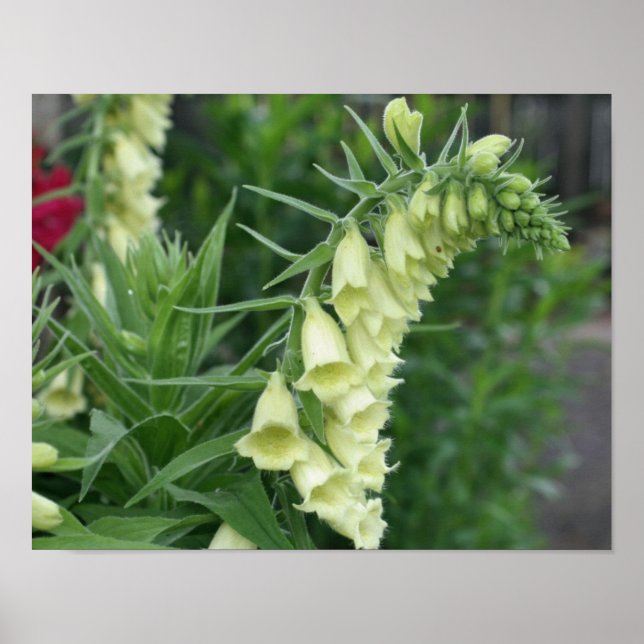 Creamy White Foxglove Blume #2 Poster (Vorne)