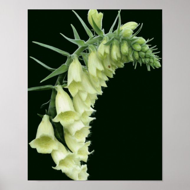 Creamy White Foxglove Blume Poster (Vorne)