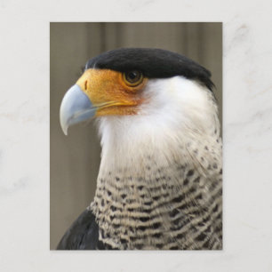 Created Caracara Bird Foto Postkarte